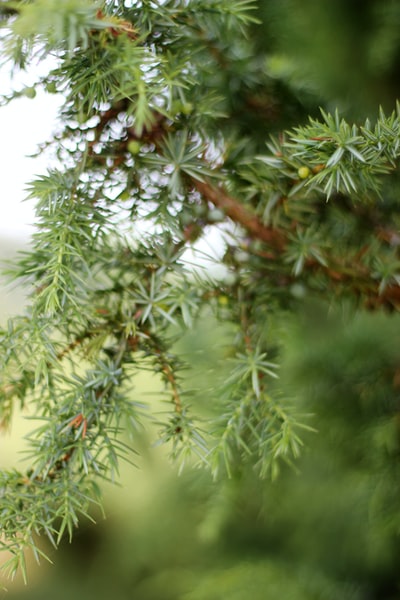 绿叶植物的特写摄影
